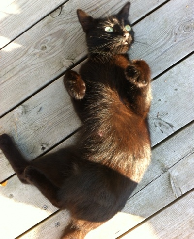 katt