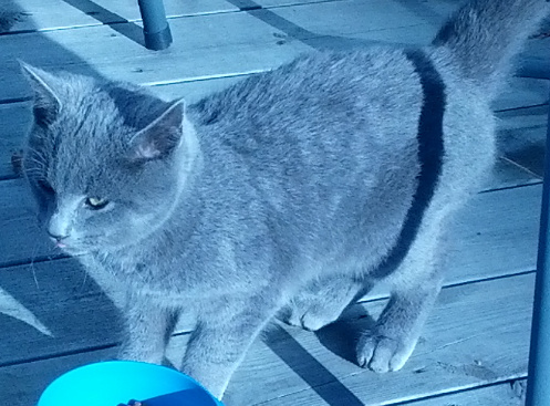 katt
