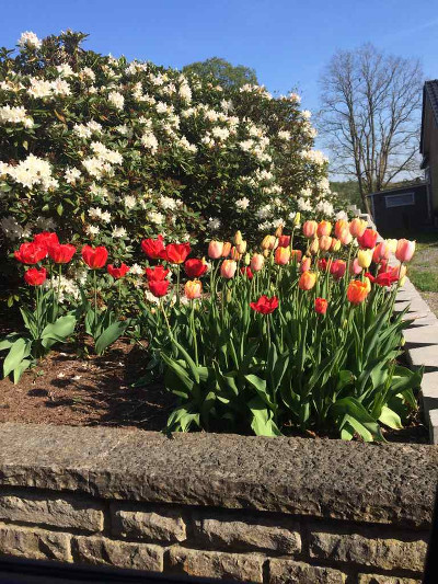 Blommor